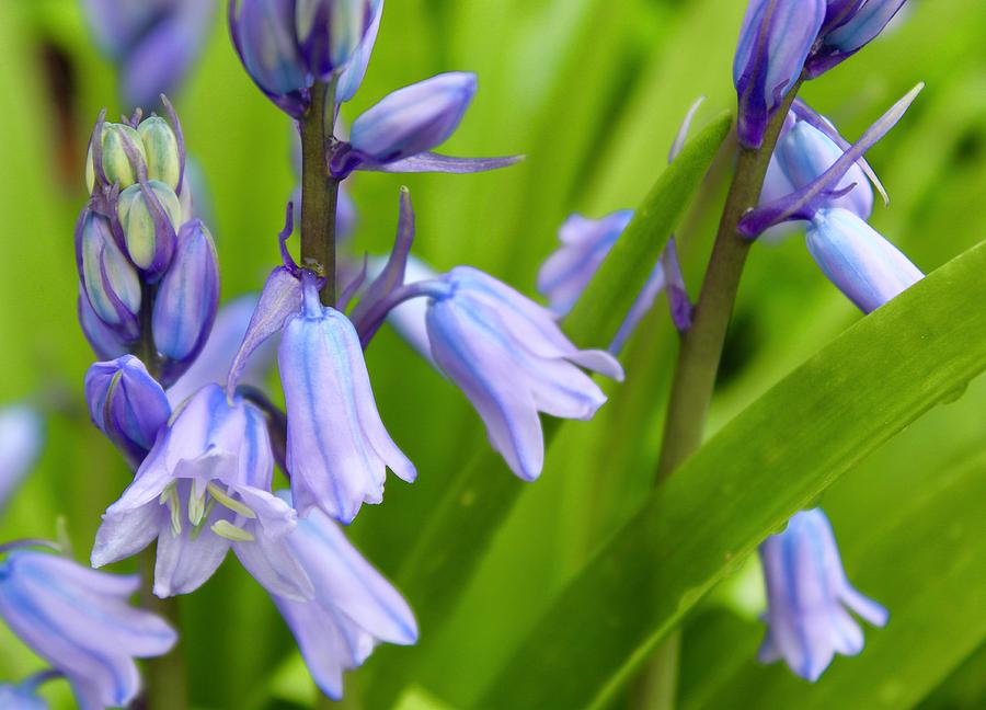Bluebell Beautiful Blooms Photograph by M E