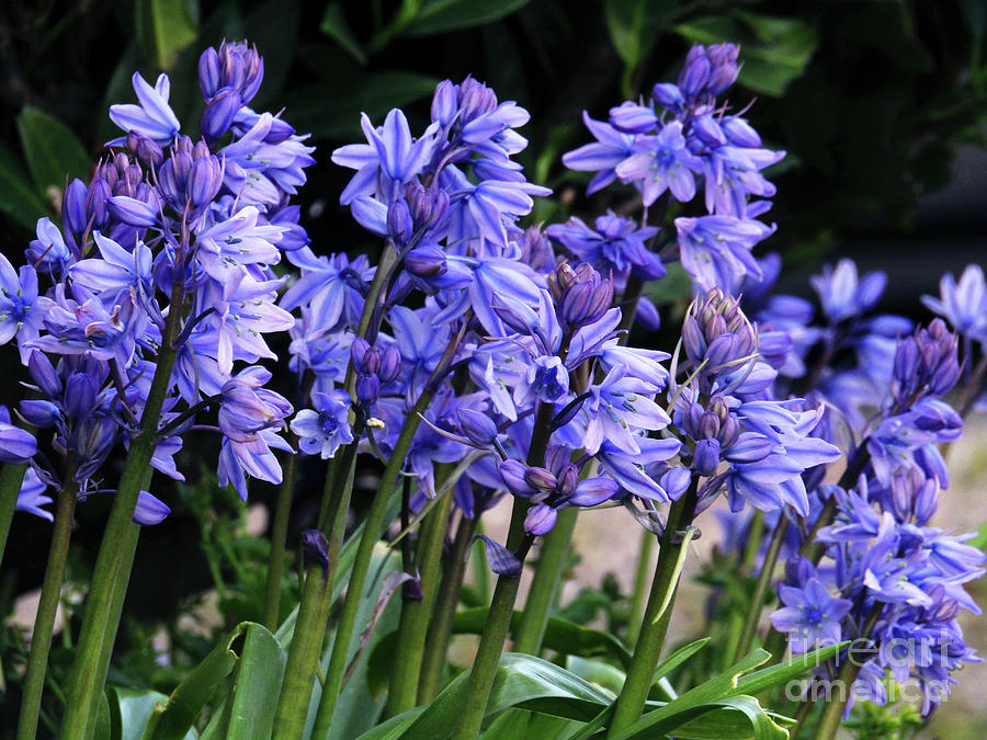 Bluebell Blooms Photograph by Kim Tran