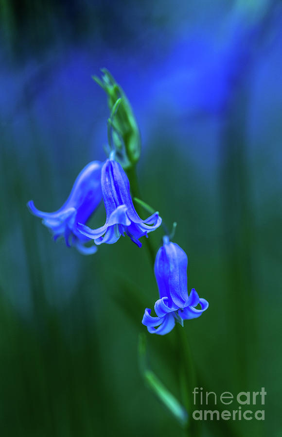 Bluebell close up Photograph by Maggie Mccall