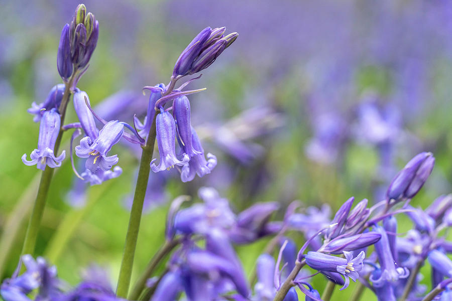 Bluebell Closeup Photograph by Framing Places