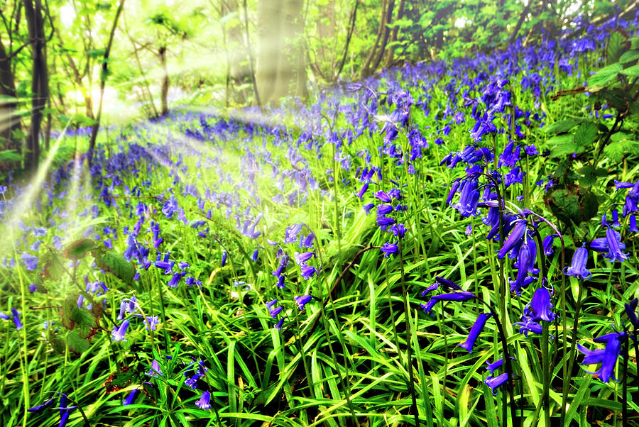 bluebell dawn by Meirion Matthias bluebell dawn by Meirion Matthias