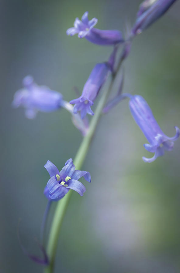 Bluebell Dream Photograph by Chris Smith
