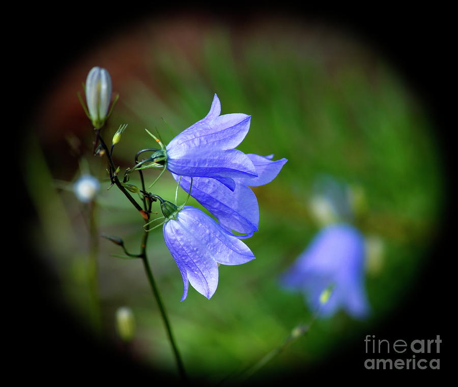 Bluebell Photograph by Esko Lindell