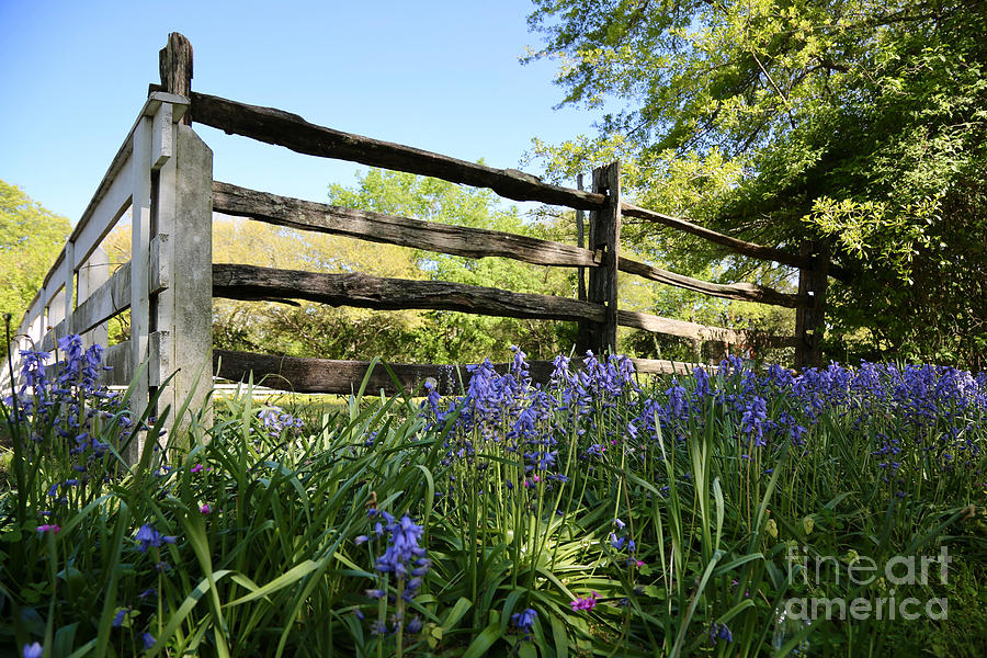 Bluebell Fence Photograph