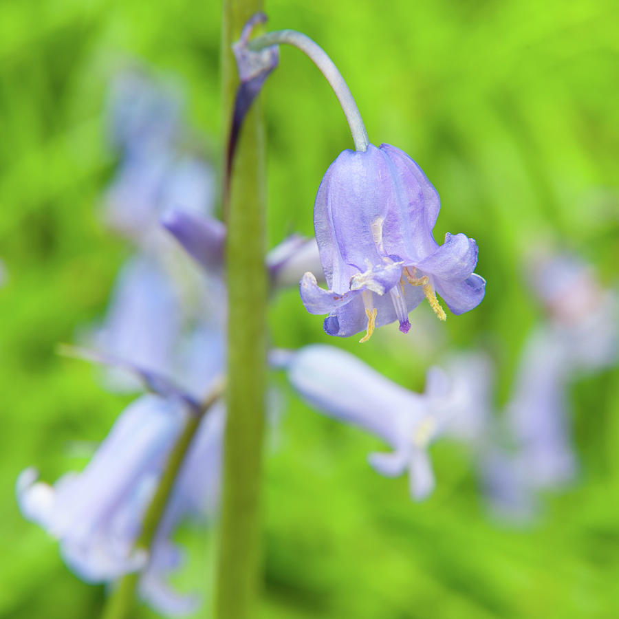 Bluebell Flower Photograph by Helen Jackson