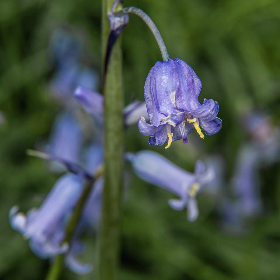 Bluebell Flower ii Photograph by Helen Jackson