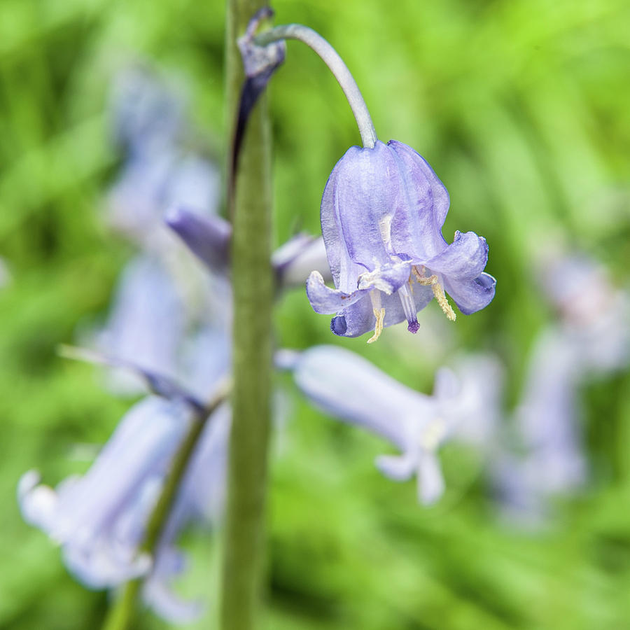 Bluebell Flower iii Photograph by Helen Jackson