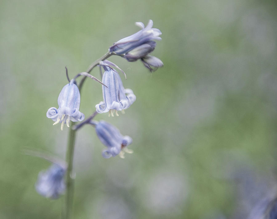 Bluebell Flower iv Photograph by Helen Jackson