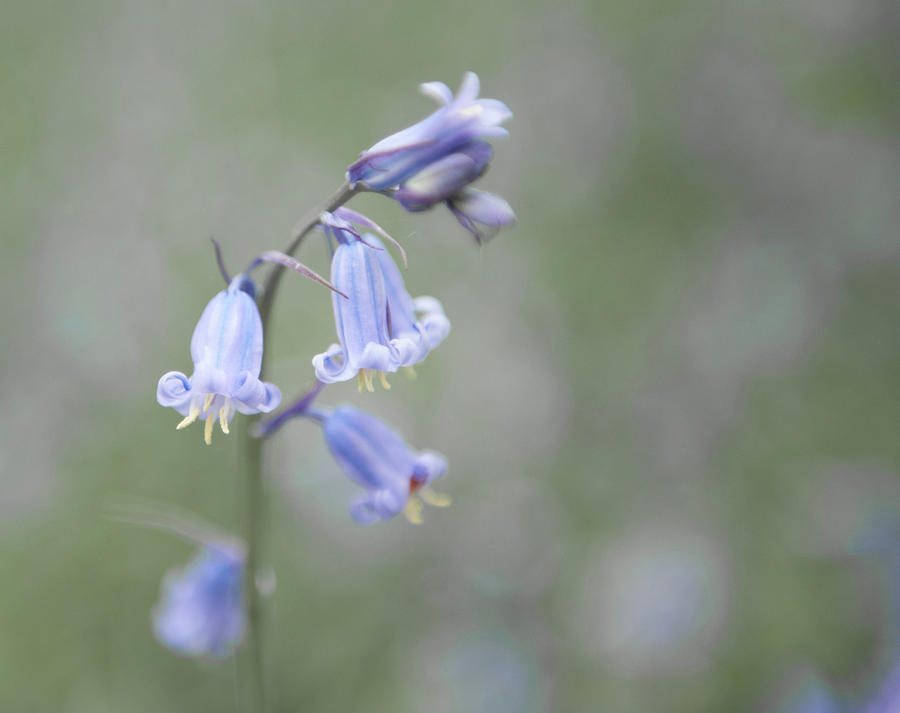 Bluebell Flower v Photograph by Helen Jackson