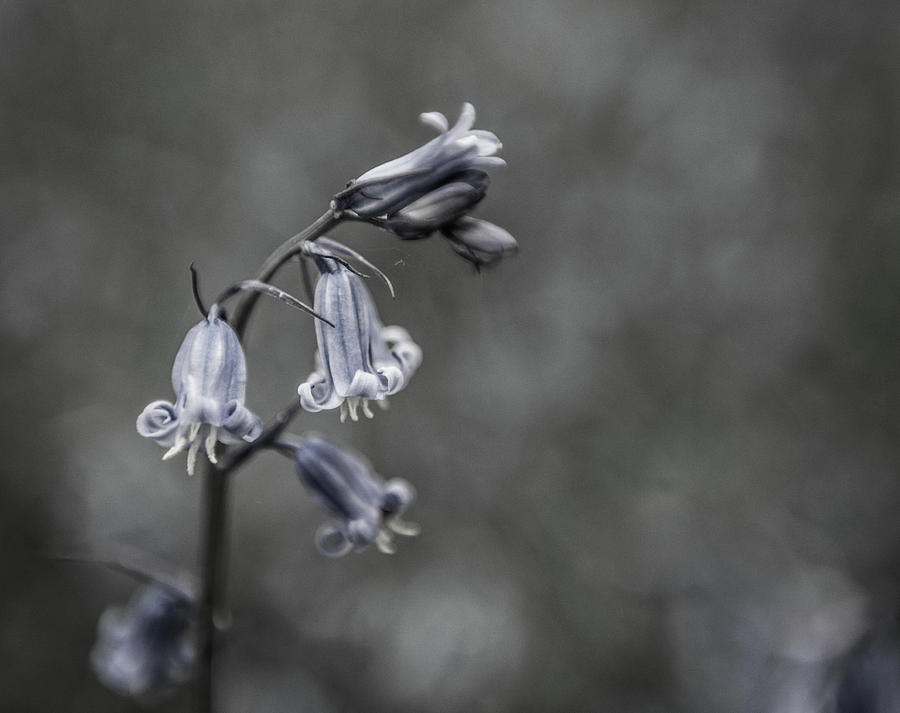 Bluebell Flower vi Photograph by Helen Jackson