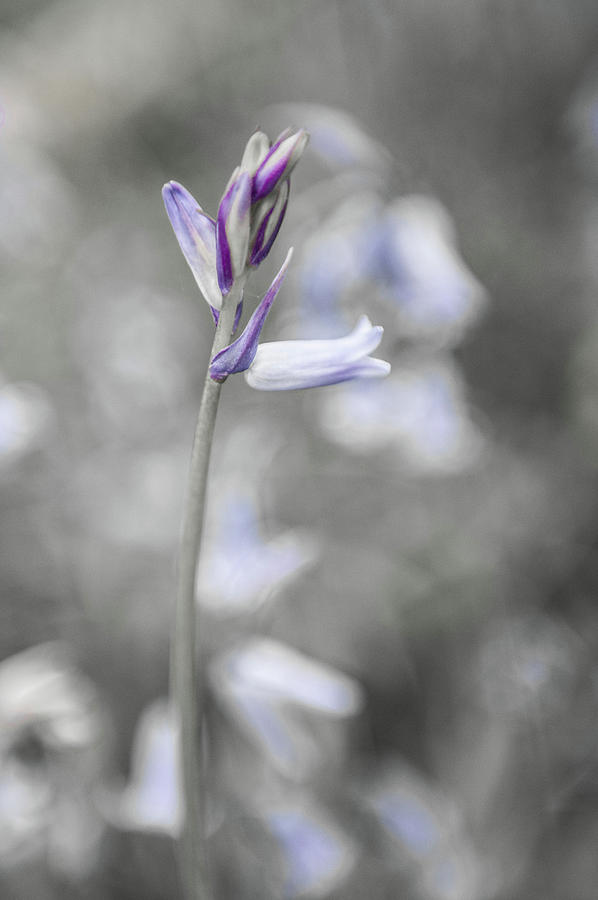 Bluebell Flower vii Photograph by Helen Jackson