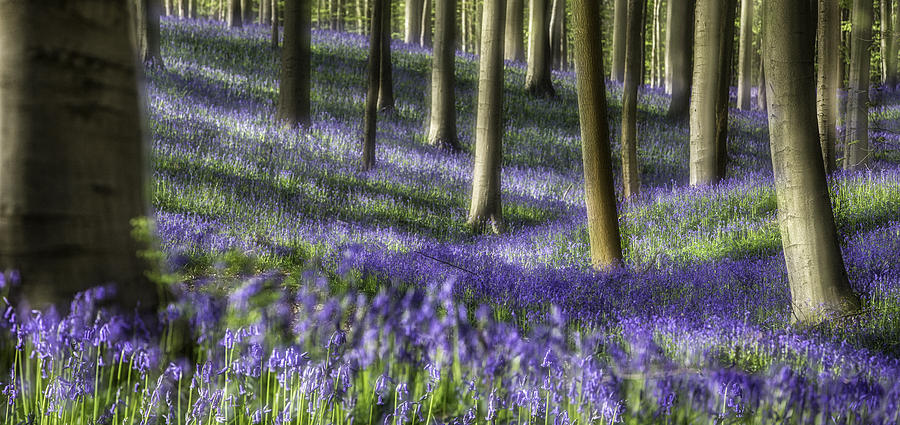 Flower Photograph - Bluebell forest color explosion by Dirk Ercken