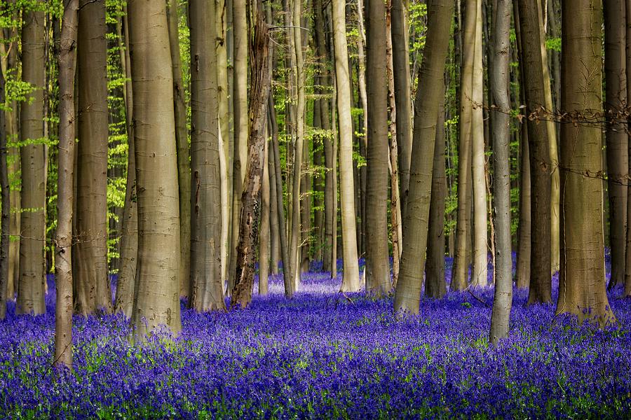 Bluebell Forest Photograph by Studio Yuki
