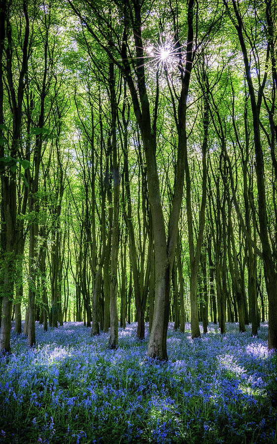 Bluebell Forest Photograph by Framing Places