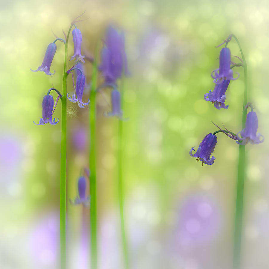 Bluebell Forest Wildflower Photograph by Dirk Ercken