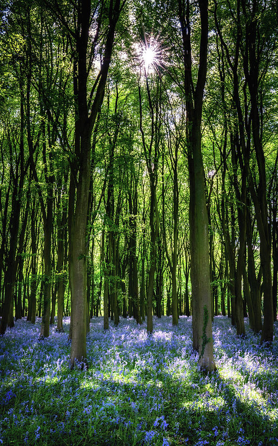 Bluebell Forest with Sunrays Photograph by Framing Places