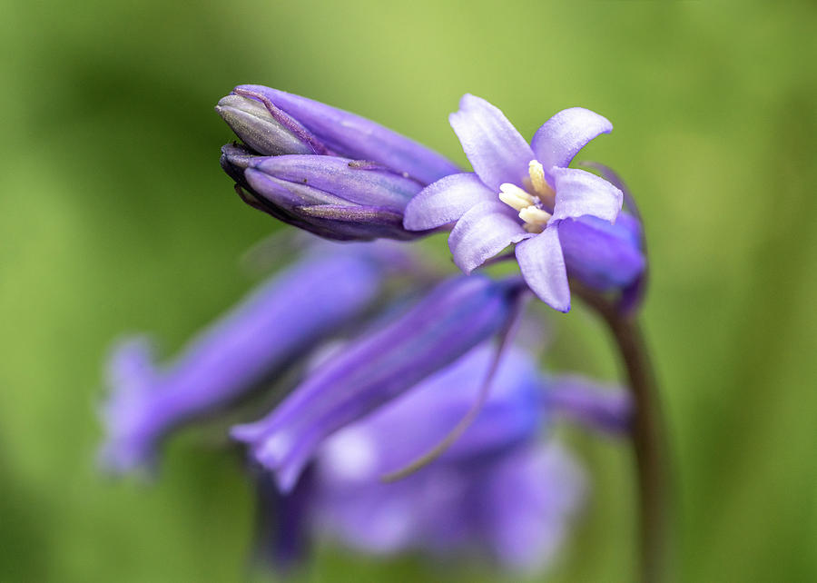 Bluebell Head Photograph by Framing Places
