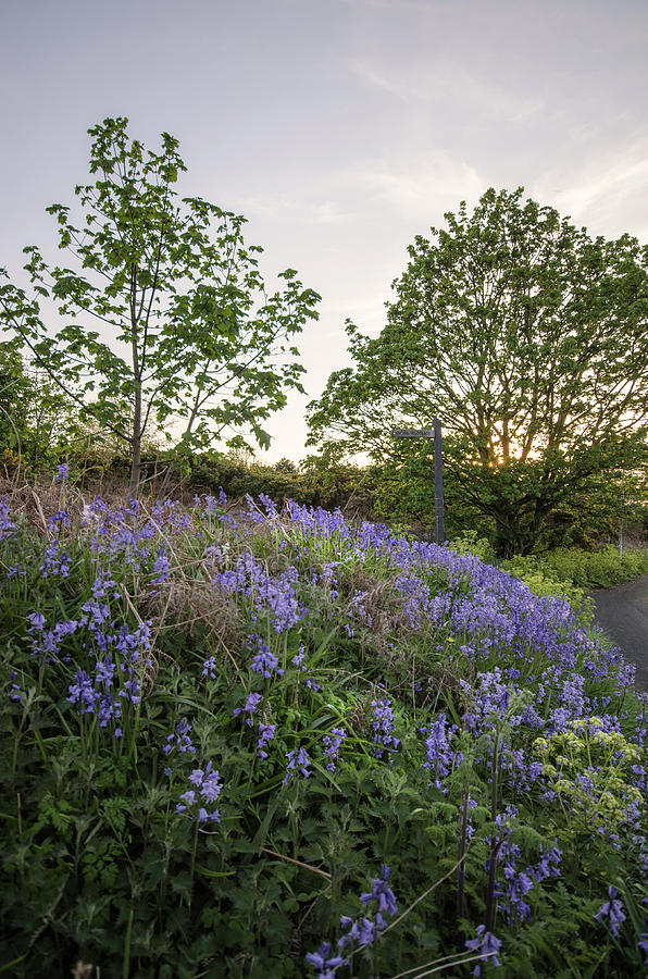 Bluebell Hill Photograph by Spikey Mouse Photography
