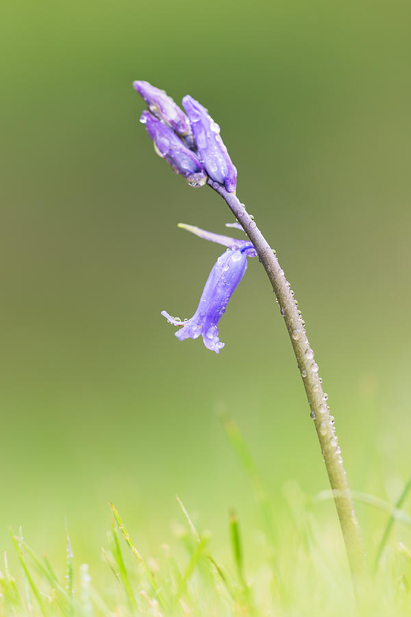 Spring Photograph - Bluebell by Ian Hufton