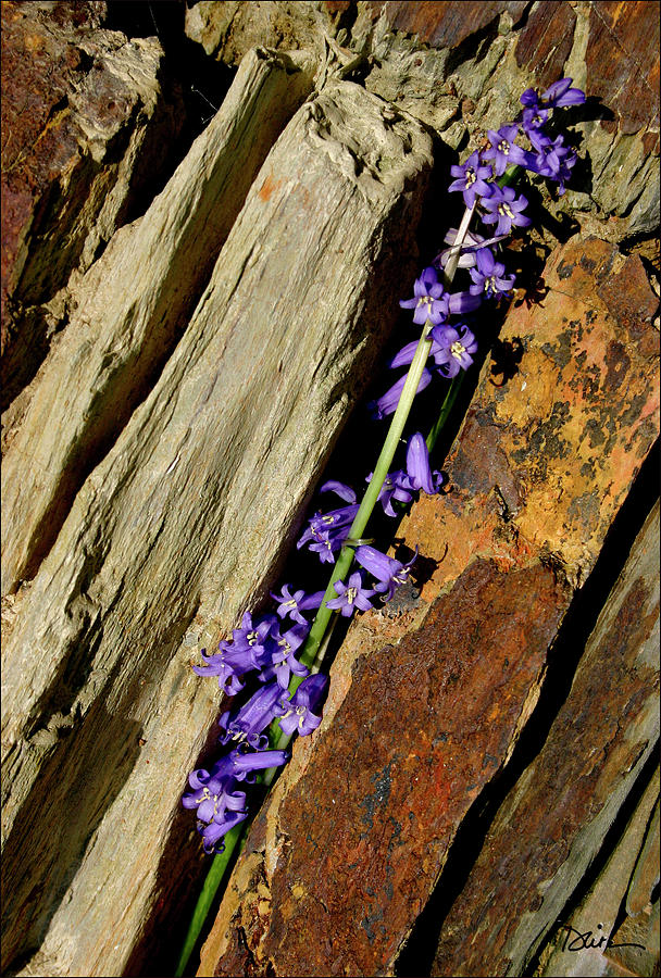 Bluebell in Cornwall Rock Photograph by Peggy Dietz