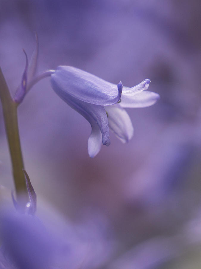 Flower Photograph - Bluebell by Inge Riis McDonald