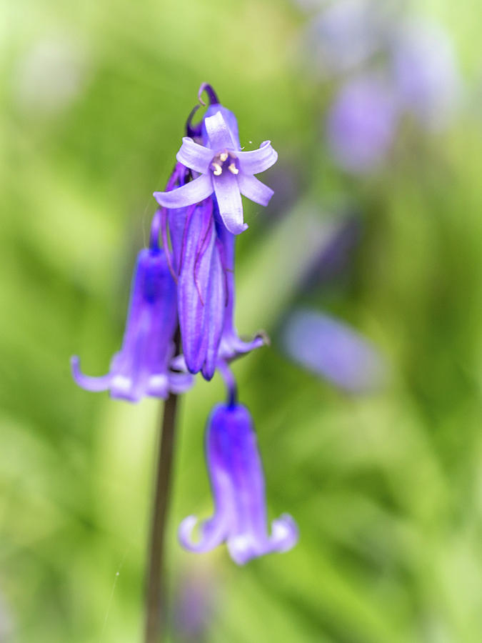 Bluebell Macro Photograph by Framing Places