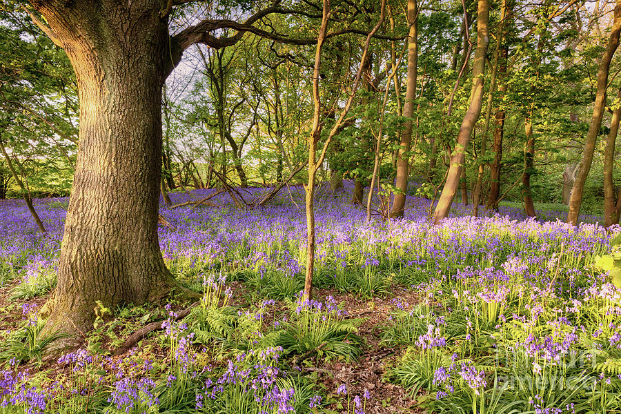Bluebell path deep in the forest Photograph by Simon Bratt