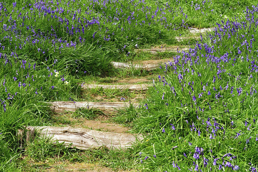 Bluebell Path Photograph by Shirley Mitchell