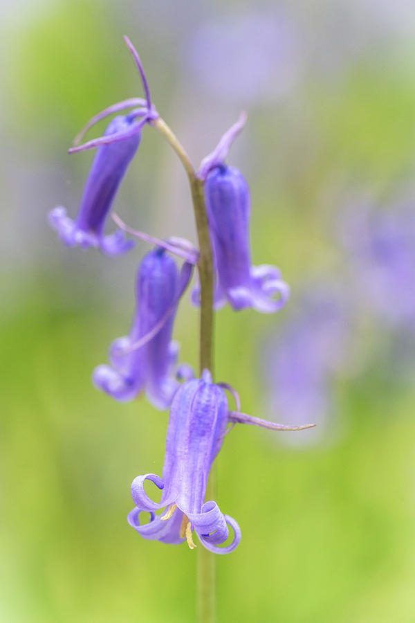 Bluebell Portrait Photograph by Framing Places
