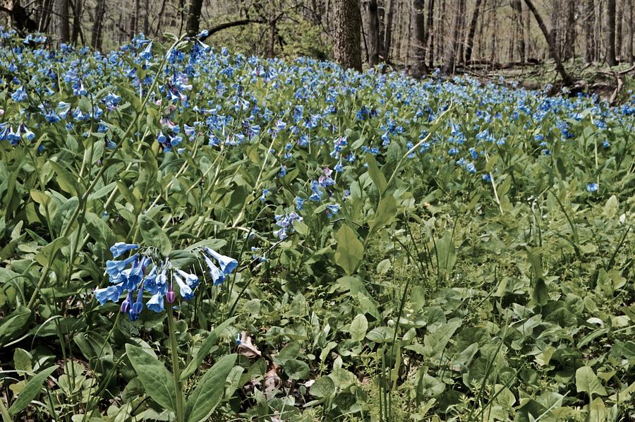 park slope maxi bluebell