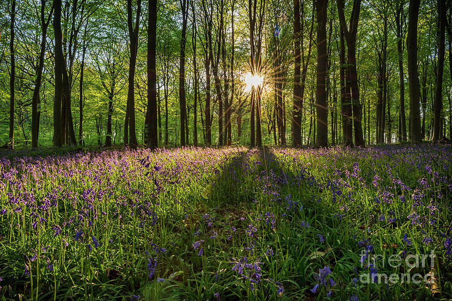 Bluebell Sunset Photograph by Philip Moore - Pixels