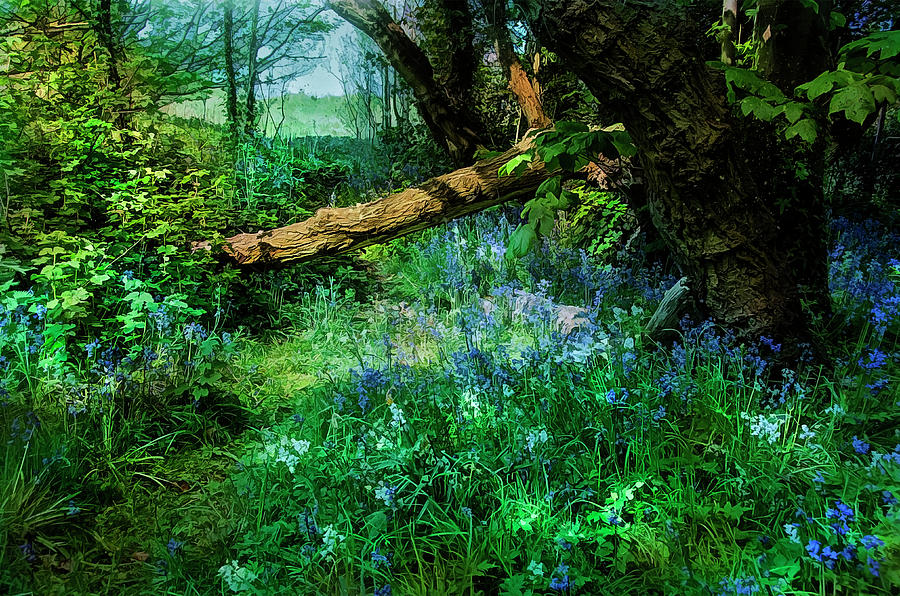 Bluebell time Photograph by Brian Tarr