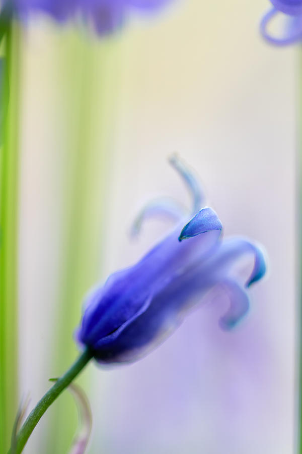 Bluebell Wild Flower Detail Photograph by Dirk Ercken