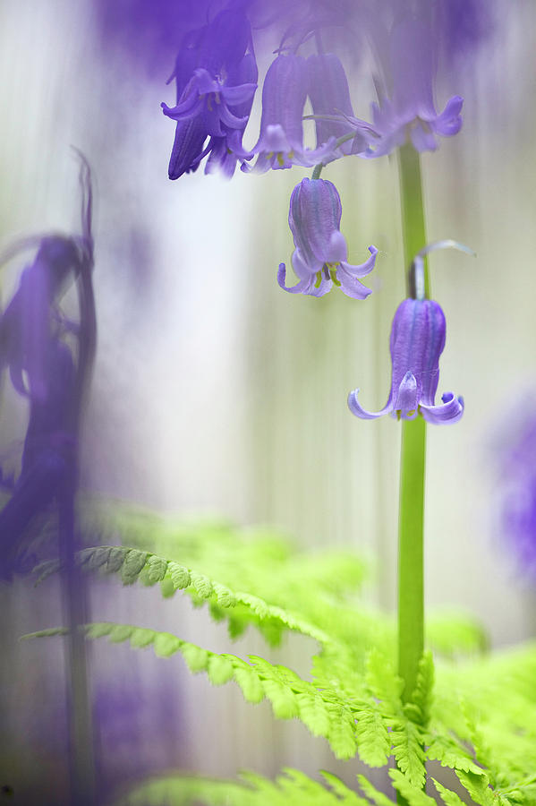 Bluebell wild flower magic Photograph by Dirk Ercken