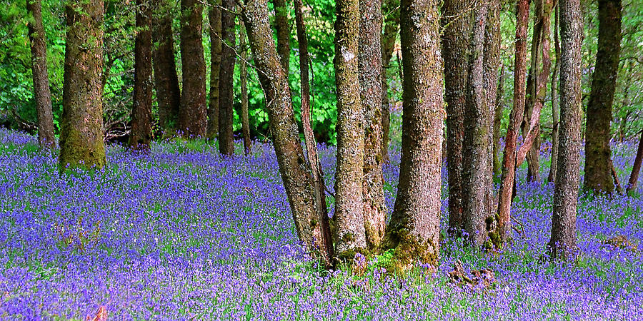 Bluebell Wood Aberfoyle Photograph by John McKinlay