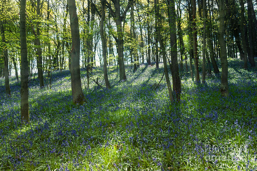 Flower Photograph - Bluebell Wood by Ann Garrett