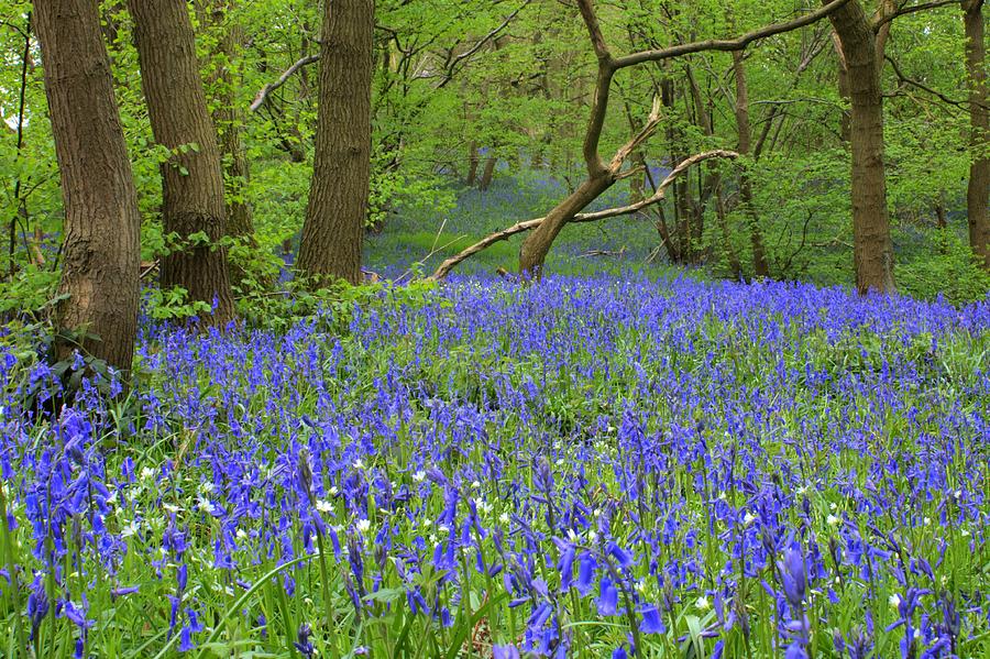 Bluebell Wood Photograph by David Birchall