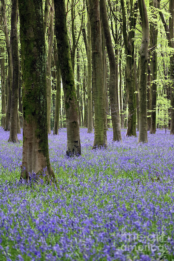 Bluebell Wood England Photograph by Julia Gavin
