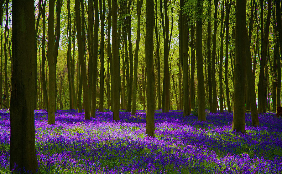 Spring Photograph - Bluebell Wood Micheldever , Hampshire .England  by Philip Enticknap