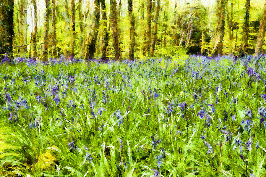 Bluebell Wood Photograph by Nigel R Bell