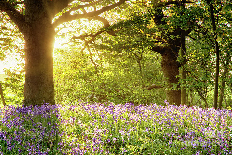 Bluebell wood with magical morning sunrise Photograph by Simon Bratt