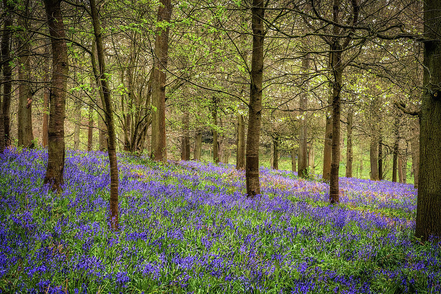 Bluebell Woodland Photograph by Framing Places