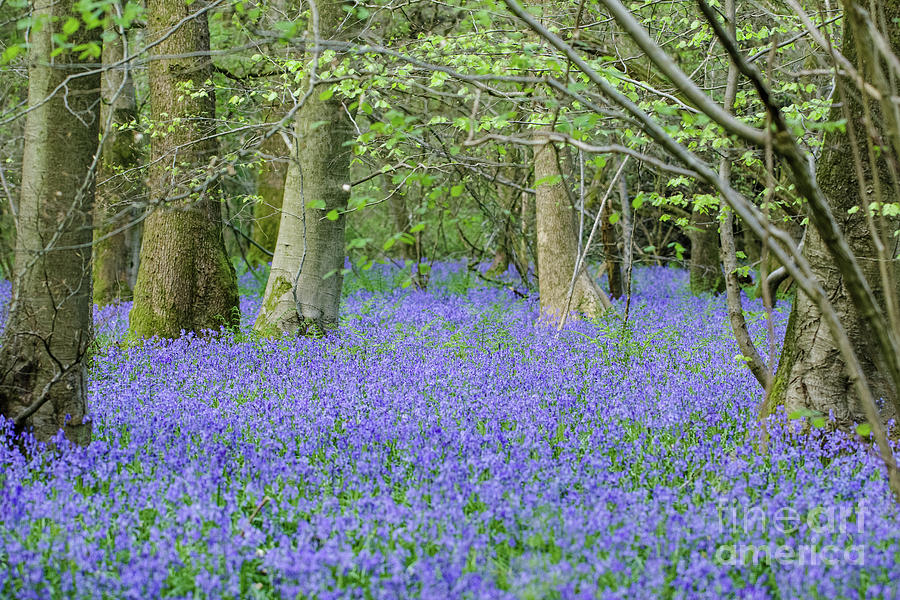 Blue Photograph - Bluebell Woodland Hyacinthoides non-scripta, Surrey , England by Paul Farnfield Blue Photograph - Bluebell Woodland Hyacinthoides non-scripta, Surrey , England by Paul Farnfield