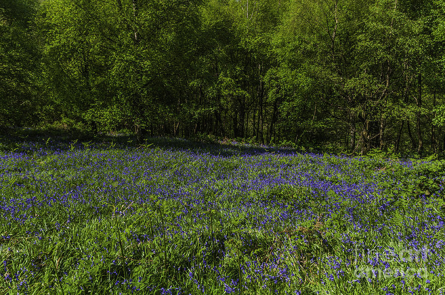 Bluebell Woods 1 Photograph by Steve Purnell