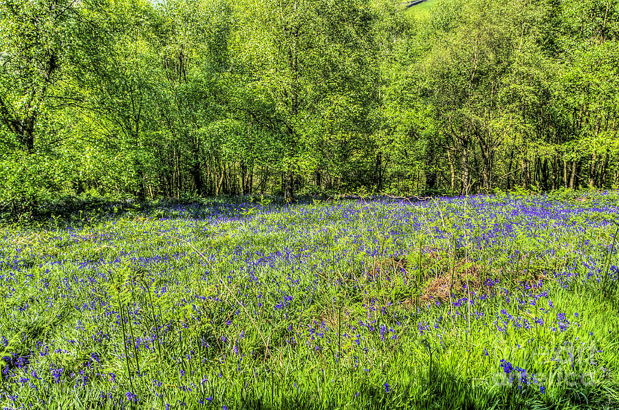 Bluebell Woods 3 Photograph by Steve Purnell