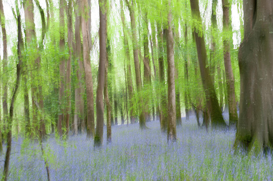 Bluebell Woods Abstract  Photograph by Helen Jackson