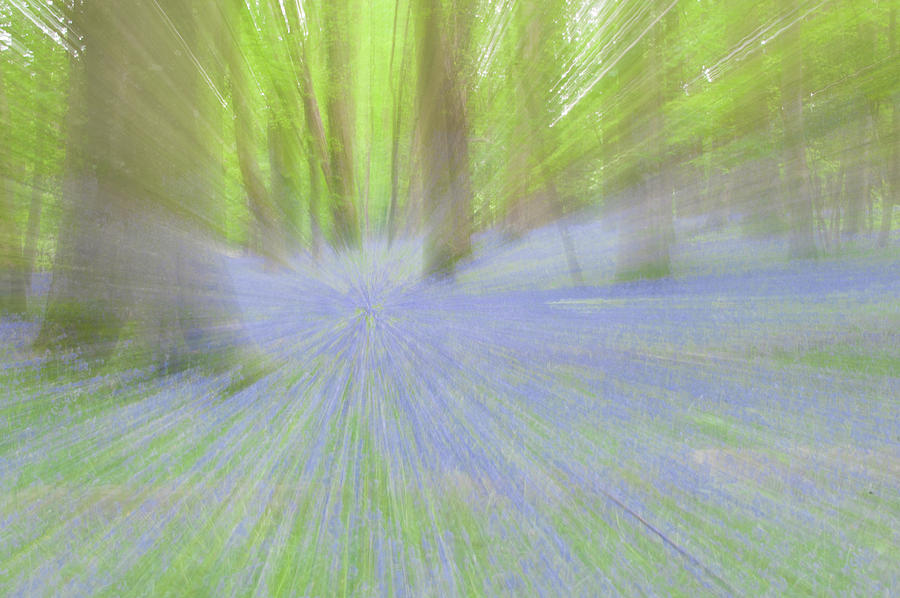 Bluebell Woods Abstract ii Photograph by Helen Jackson