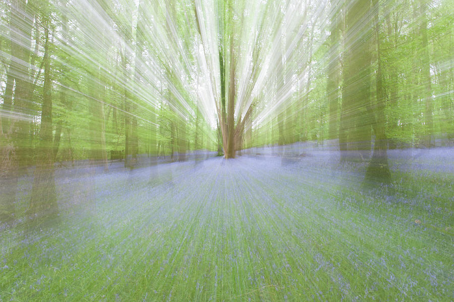 Bluebell Woods Abstract v Photograph by Helen Jackson