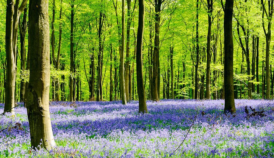 Bluebell Woods Photograph by Colin Rayner