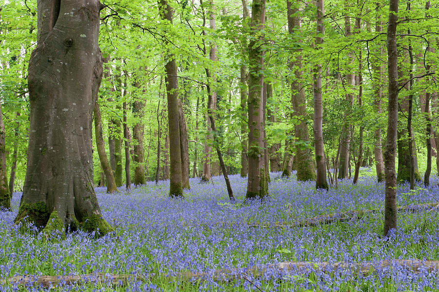 Bluebell Woods Photograph by Helen Jackson